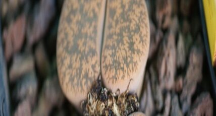 Lithops