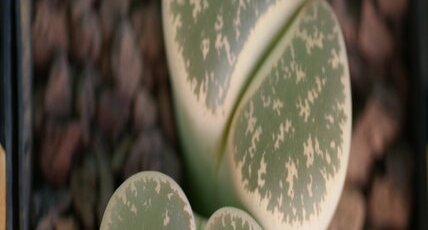 Lithops