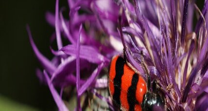 Clairon des abeilles