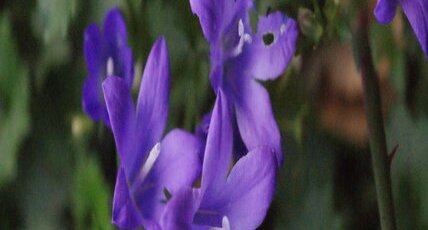Campanule des murailles