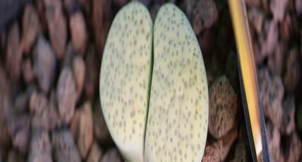 Lithops