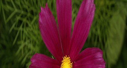 Cosmos