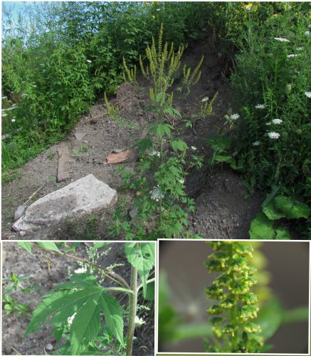 GRANDE HERBE À POUX 20160731 Complet