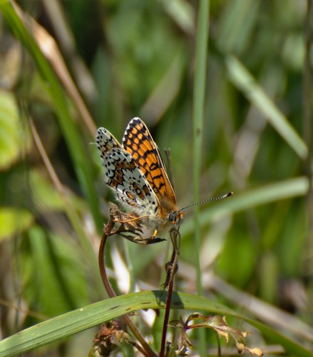 Mélitée du plantain