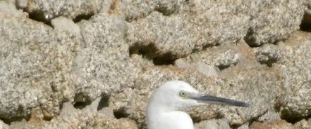 Aigrette garzette
