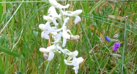 Orchidée bouffon (anacamptis morio)