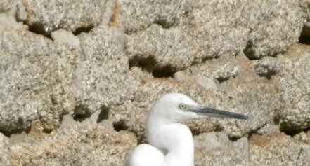Aigrette garzette