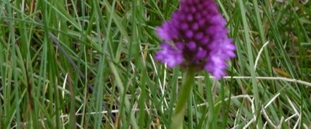 Orchidée pyramidale