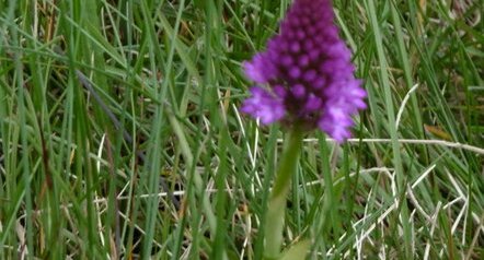 Orchidée pyramidale