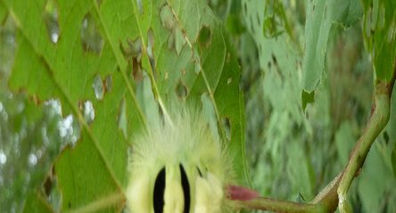 Elkneria pudibunda
