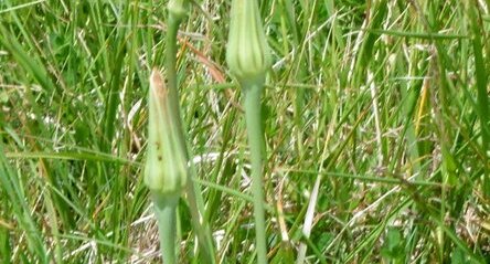 Salsifi des prés (trapogon pratensis)