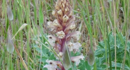 Orobanche améthyste