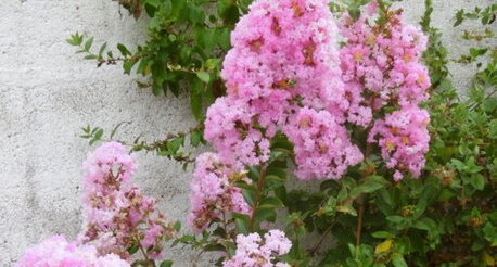 Lilas des Indes (lagerstroemia indica)
