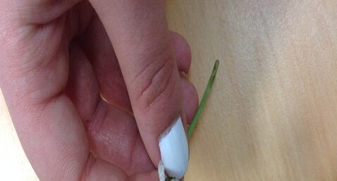 Pâquerette,Bellis perenis