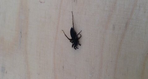 Araignée