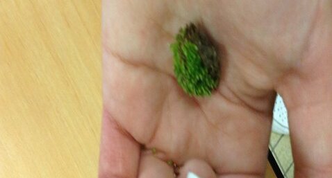 Mousse (Hypnum squarrosum)