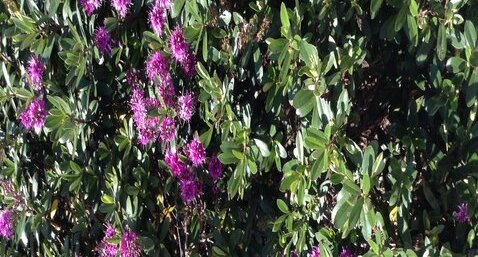Inconnue des jardins publics
