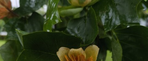 Tulipier de Virginie