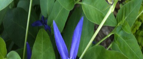 Vinca major var. hirsuta.