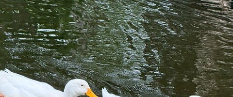 canard domestique