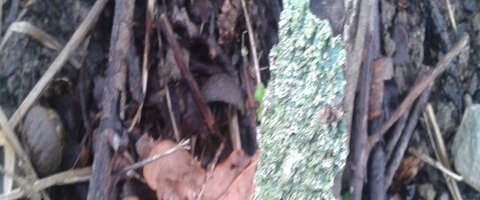 Lichen squamuleux