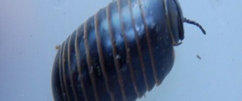 Diplopode (Glomeris annulata)