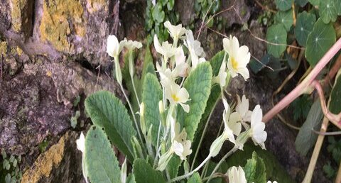 Primevère - Primula vulgaris