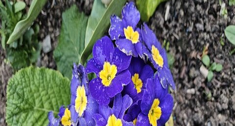 Primula vulgaris