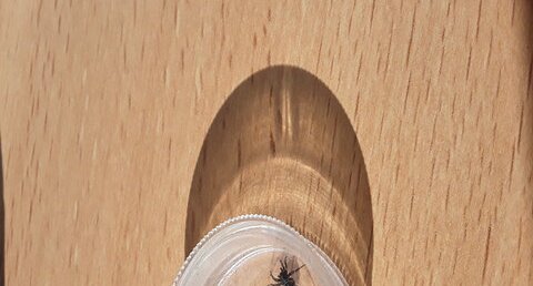 Araignée lycosidae
