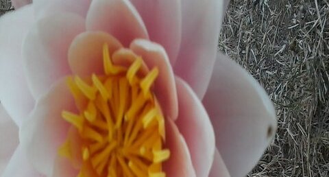 Nénuphar