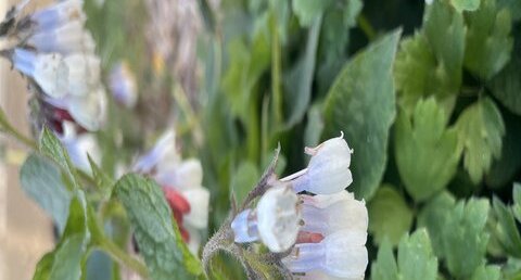 Quelle est cette fleur ?