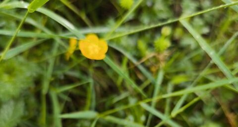 Bouton d'or