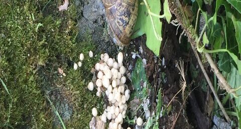 Escargot et champignons