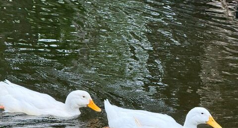canard domestique