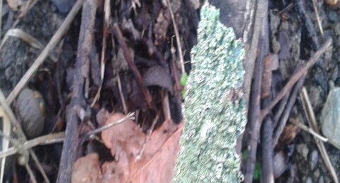 Lichen squamuleux