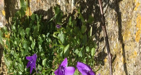 Campanule des murailles