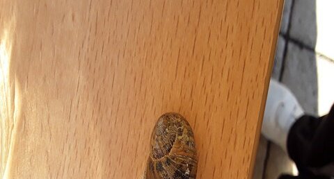 Escargot