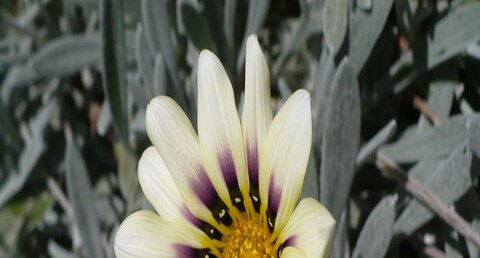 Gazania