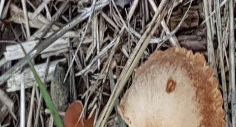 Champignon inconnu ?