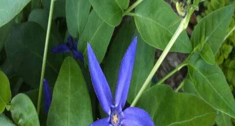 Vinca major var. hirsuta.