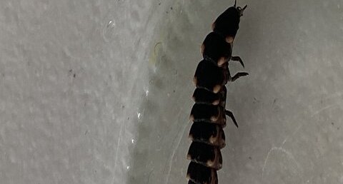 Lampyre sp.