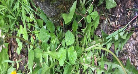Taraxacum sp.