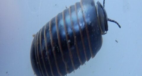 Diplopode (Glomeris annulata)