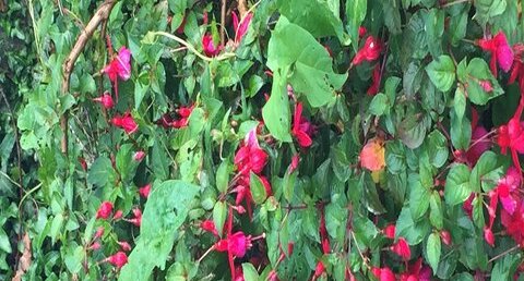 Fuchsia