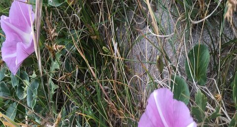 Liseron des dunes