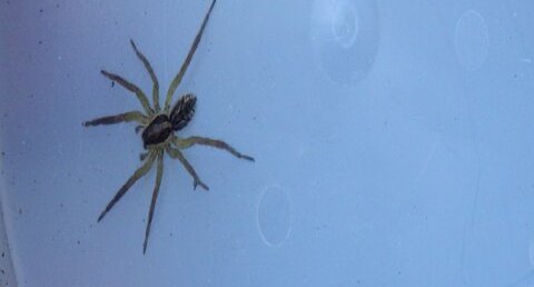 Dolomedes fimbriatus