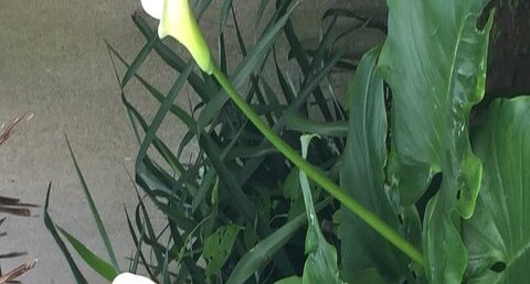Fleurs d'Arum