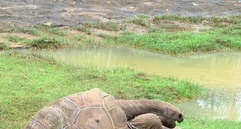 Tortue géante, Aldabrachelys gigantea