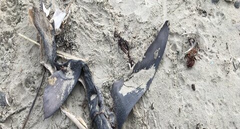 Un requin ? à votre avis ?