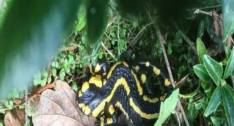 Salamandre